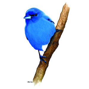 Blue, bird, twig, perched, branch, animal, feathers, black, cute, animals