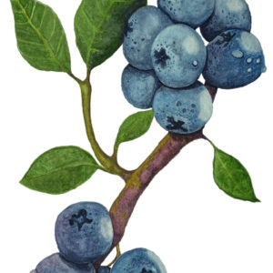 Blue, berry, berries, wet, moist, dew, drop, vine, fruit