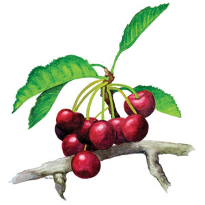 Cherries, berry, berries, wet, moist, dew, drop, vine, fruit