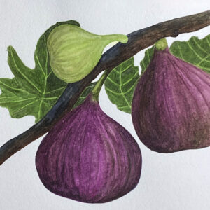 Figs, berry, berries, wet, moist, dew, drop, vine, fruit