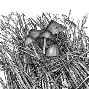 Pen & Ink, Nature, Tree, Leaves, fungus, mushrooms, fungi