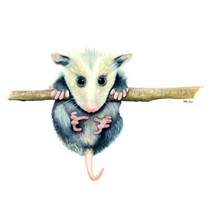 painting, animals, nature, tree, opossum, baby, cute