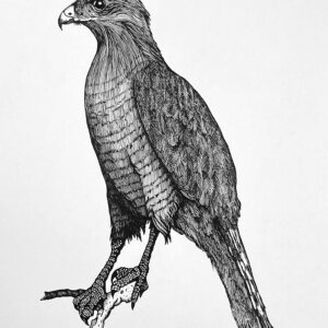 Pen & Ink, animals, Nature, Tree, Leaves