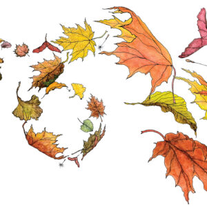 Pen & ink, nature, watercolor, leaves, wind, blown, autumn, falll, orange, red, yellow